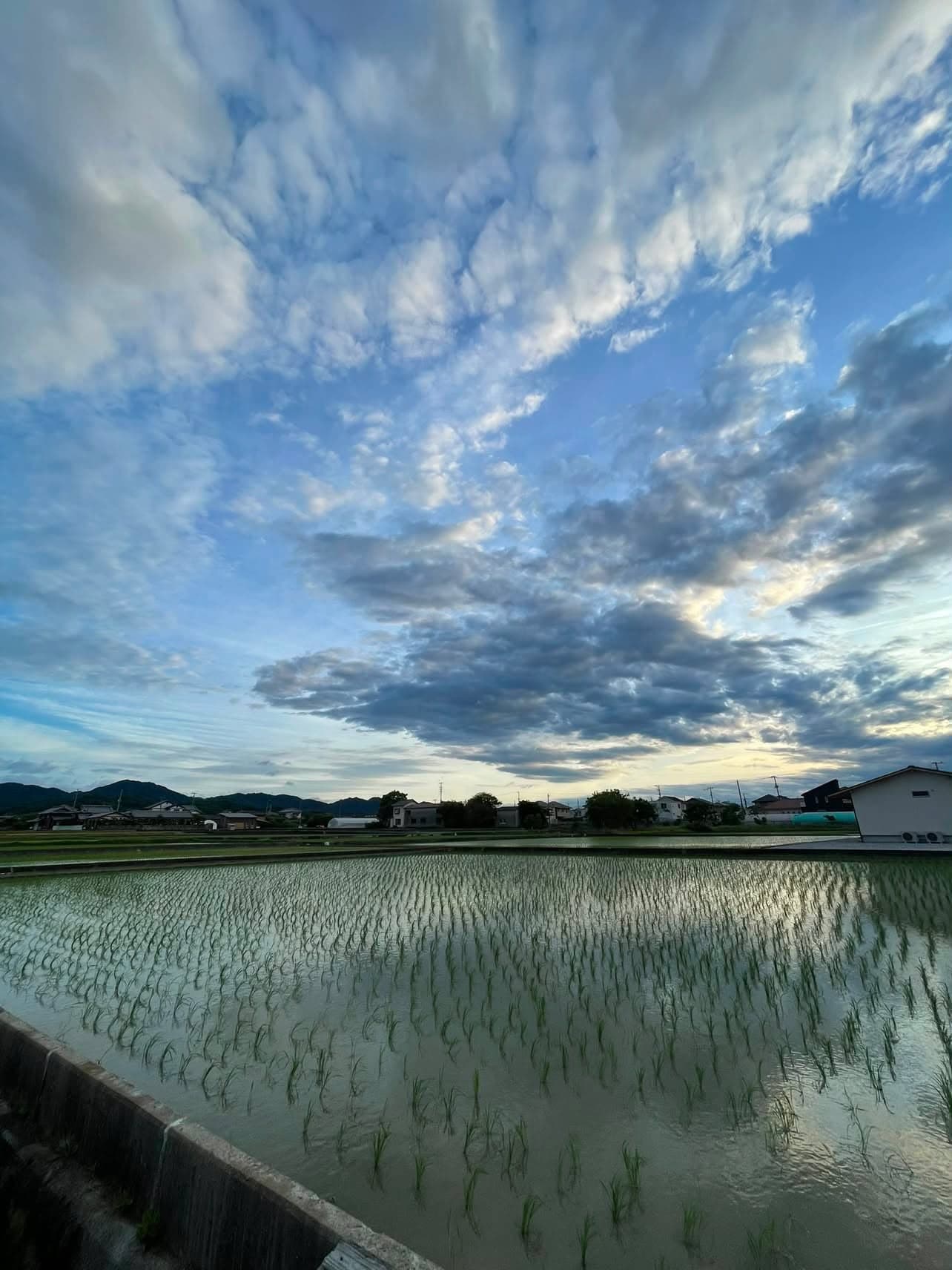 夕暮れの空の下、苗が並ぶ水を張った田んぼ